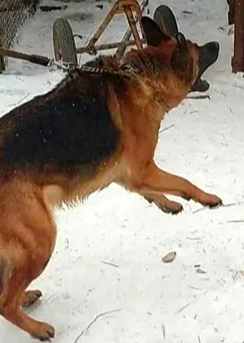 Щенки чистокровных крупных немцев.