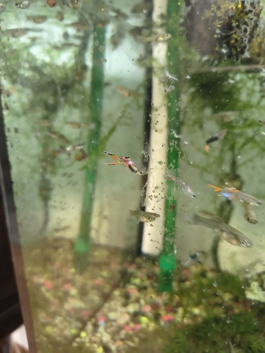 Guppys machos e fêmeas