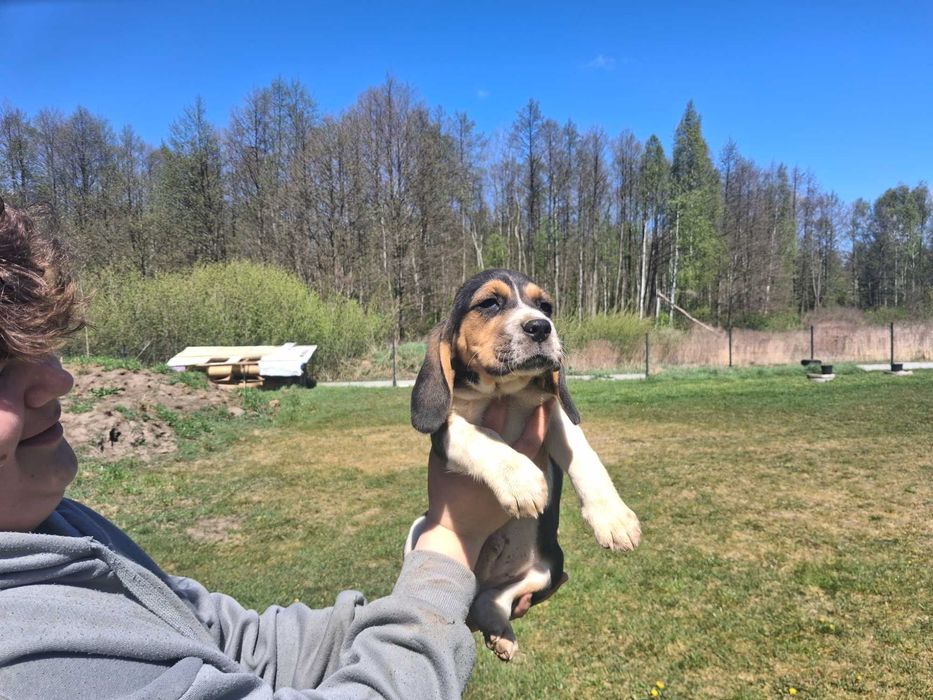Szczeniak Beagle