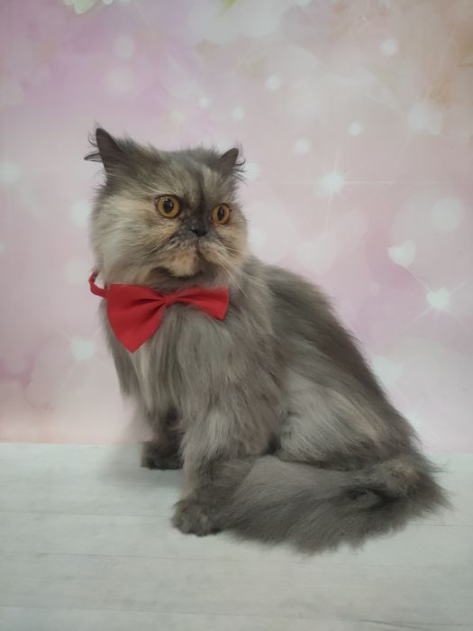 Strzyżenie czesanie kotów Fryzjer dla kota koci Katowice Chorzów Bytom