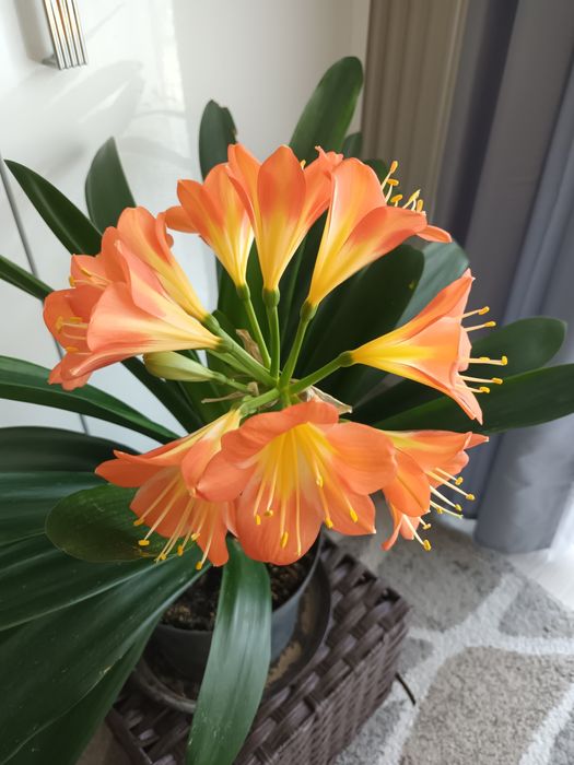 Kwiatek kliwia clivia