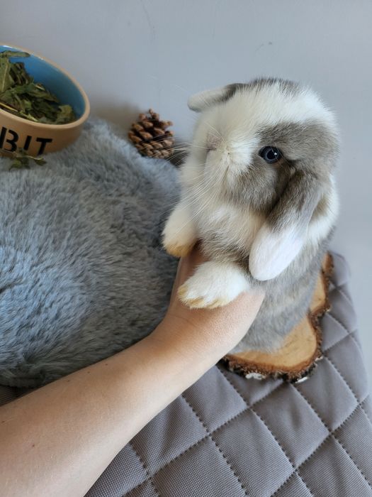 Króliczki Mini lop Zarejestrowana hodowla, małe miniaturki baranki pomorskie