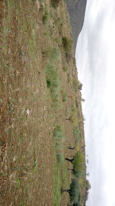 Terreno 15000m2 (1,5h)