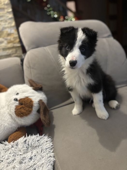Szczeniak Border Collie