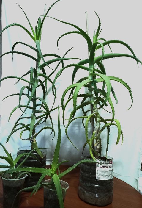 Продам вазон алоє