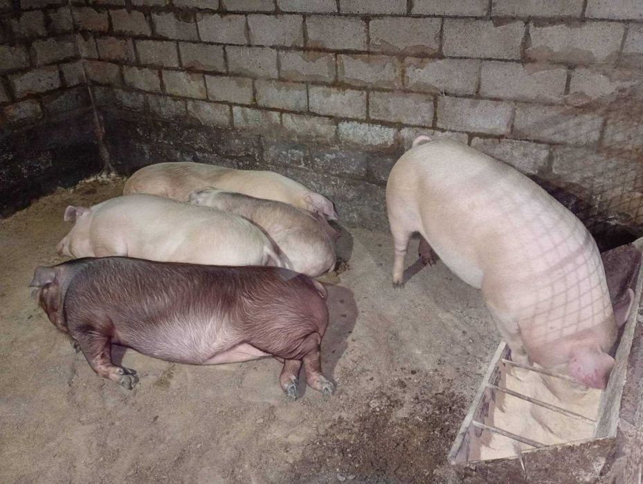 Продам  живою вагою