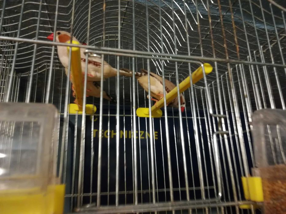 Zeberki - australijskie maleństwa