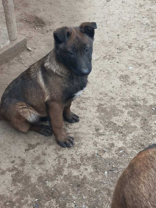 Дівчинка..Малинка