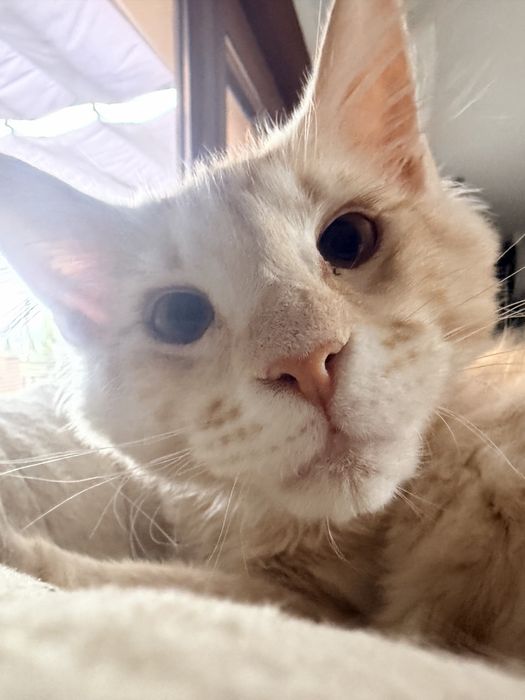 Maine coon - kocurek Yoda