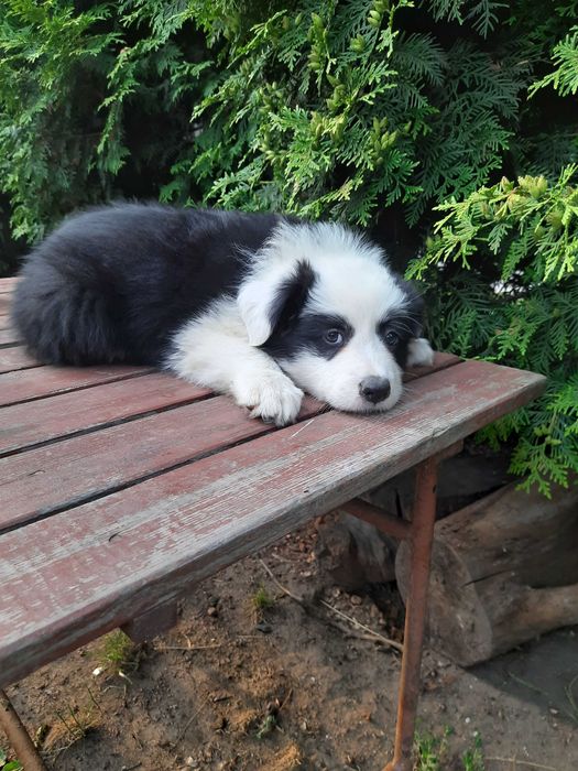 Psiaki cudaki Border collie