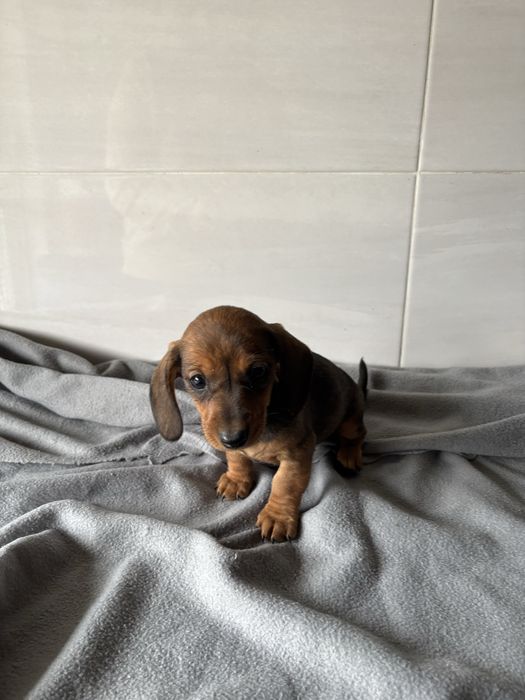 Teckel  miniatura pelo curto