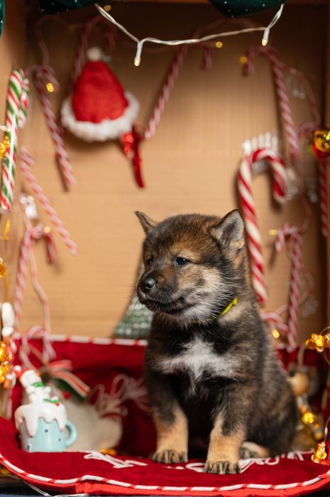 Цуценята рідкісної японської породи сікоку Дніпро