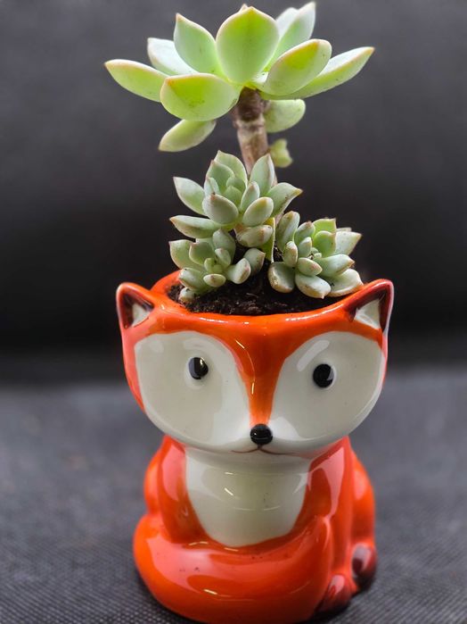 Vasos de Animais com Suculentas
