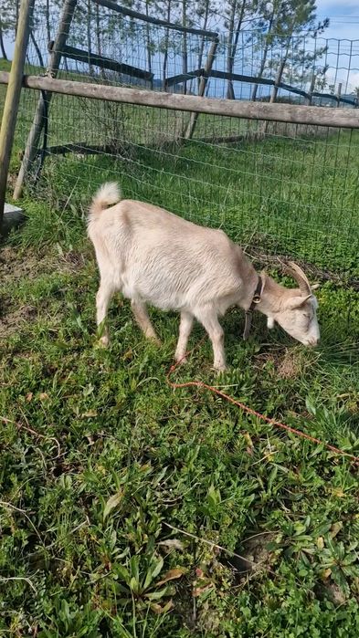 Cabras / Caprinos Saanen ( 2 Fêmeas)