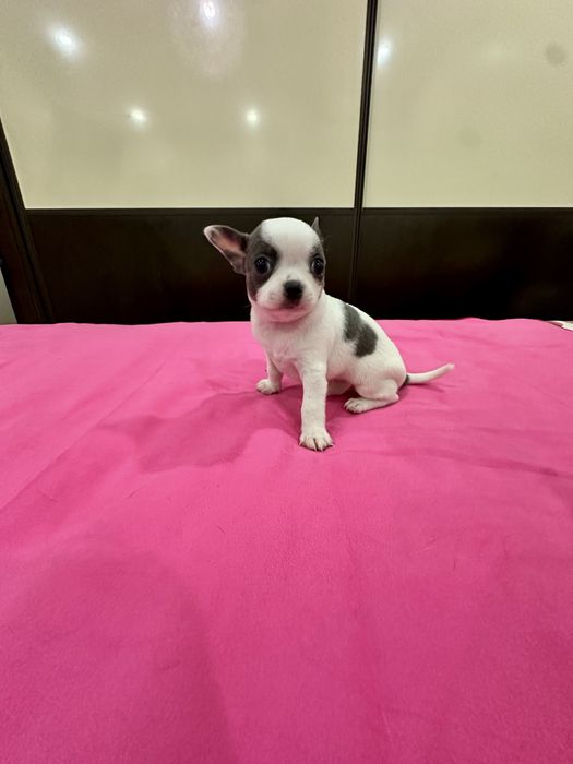 Machinho Chihuahua mini