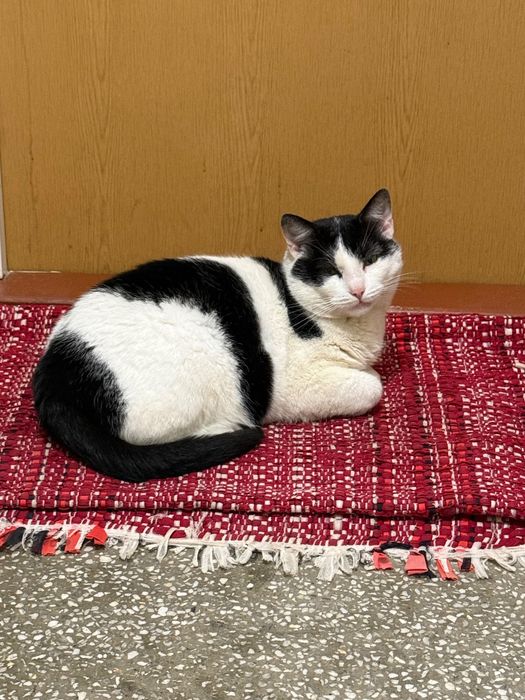 Kot szuka domu, zadbany