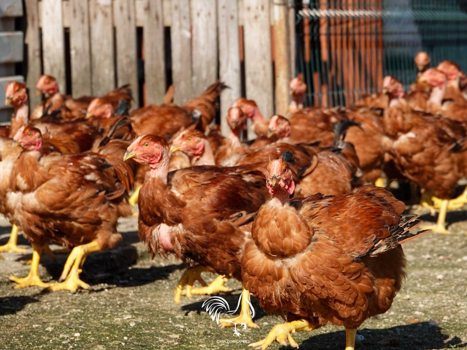 GALOS CAPÕES 100% BIOLÓGICOS (Galos castrados de forma artesanal)