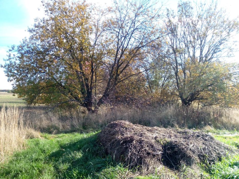 Oddam drewno za darmo