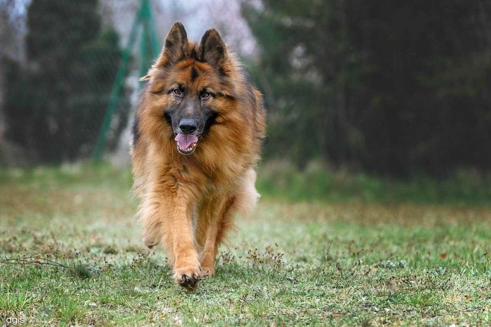 Astro -cudny pies dla wyjątkowych ludzi.