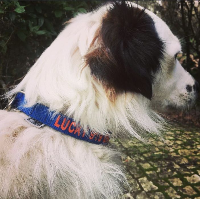 Coleiras Personalizada feita à mão