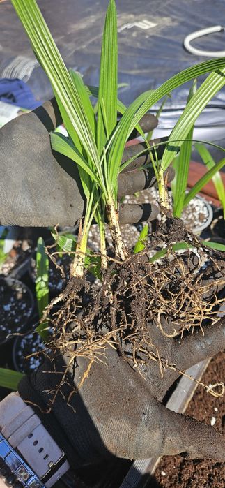 Sadzonki palmy Trachycarpus fortunei