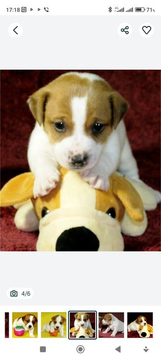 Джек Рассел тер'єр з документами клубу КСУ