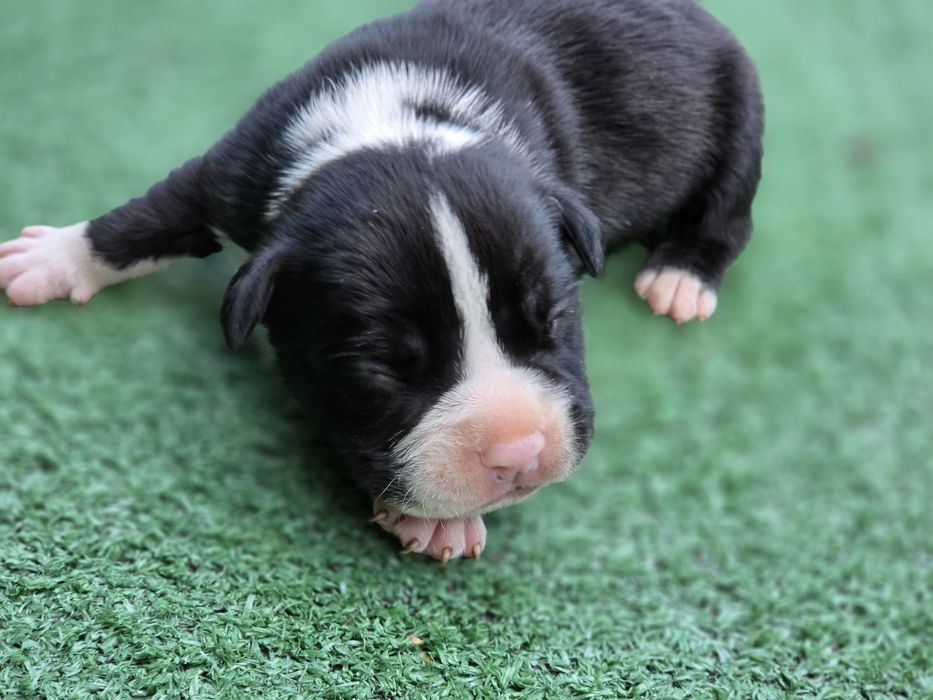Piesek american bully  z metryką