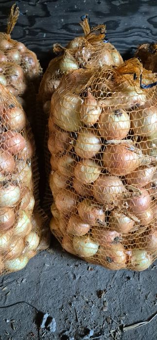 Prosto od Rolnika Cebula worek 15kg