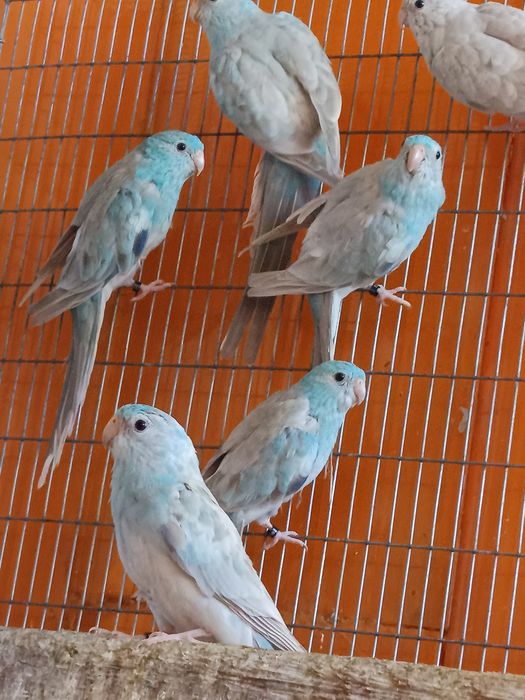 Red Rumped Azuis Pálidos