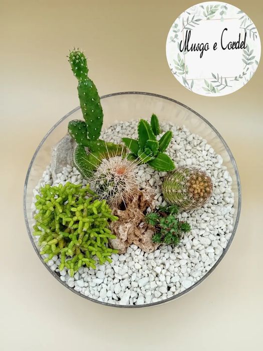 Terrário catos naturais