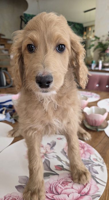 Irishdoodle sliczna dziewczynka Lara  seter irlandzki i pudel