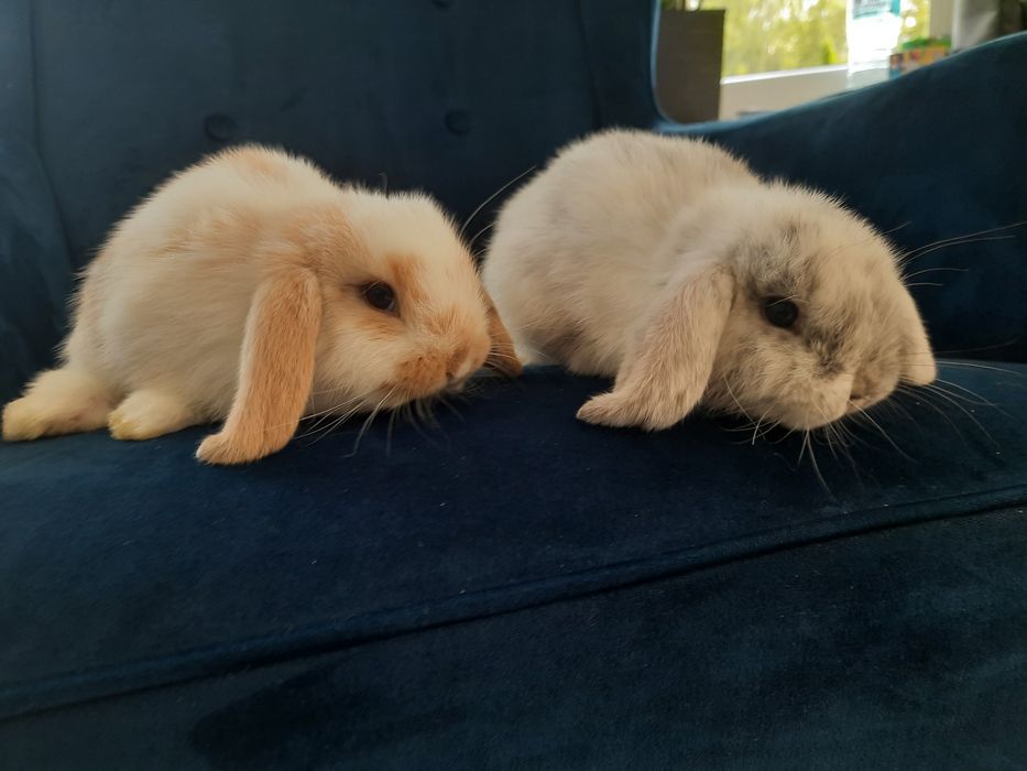 Kroliczki miniaturki  mini lop