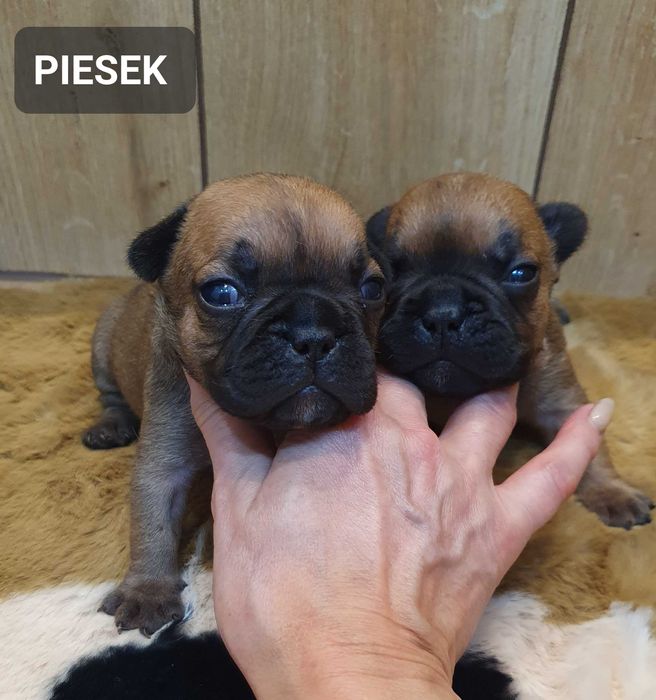 Buldog francuski -PIESEK