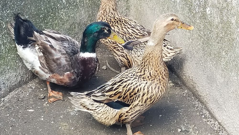 Patos Rouen - ovos (promoção)