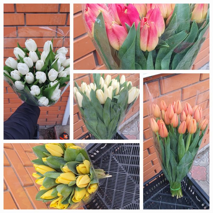 Тюльпан опт Украина