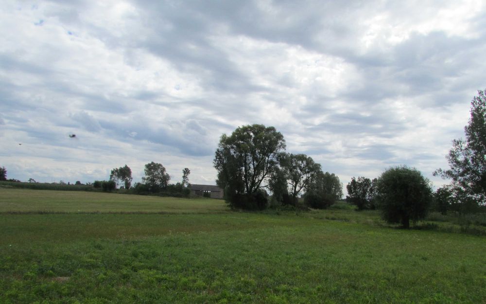 Działka siedliskowa 6,5 ha Brzozów A - Widok 3