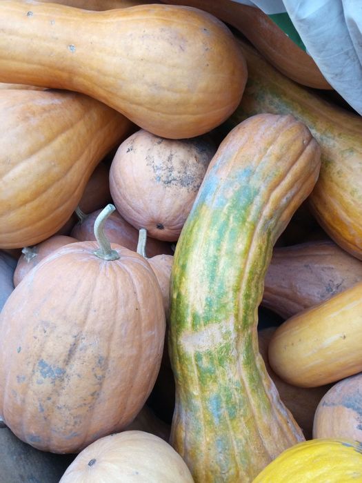 Продаю гарбузи дуже смачні