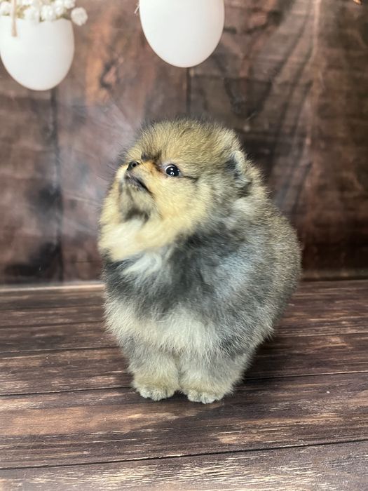 Шпіц померанський хлопчик