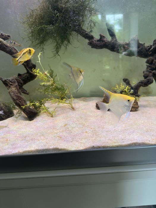 Aquario 100x40x50