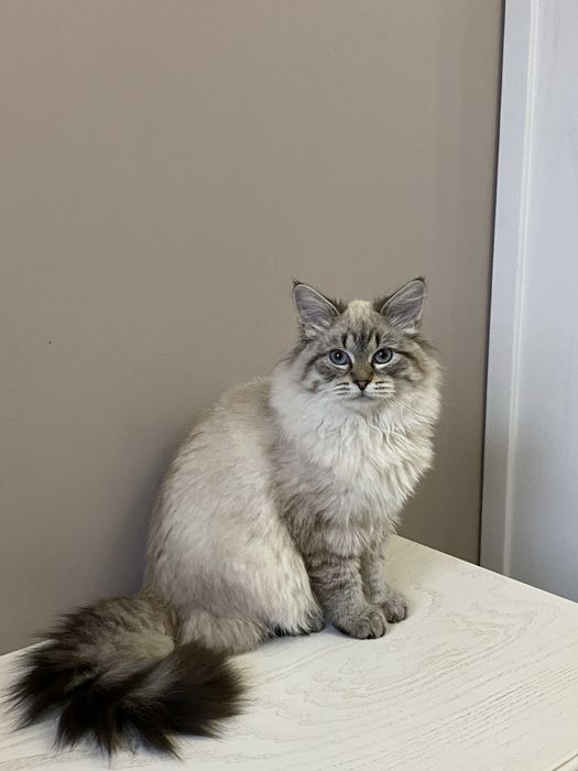 Продам невську-маскарадну кішку, невская-маскарадная девочка