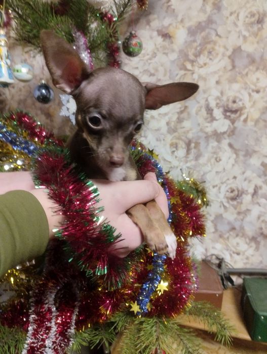 Той тер'єр міні хлопчики