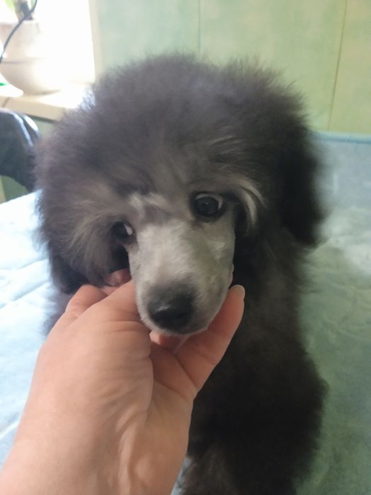 Девочка серебро миниатюра