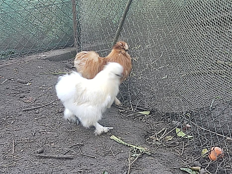 Sedosa do Japão Macho