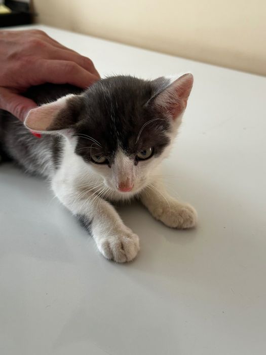 Віддам кота в добрі руки!!