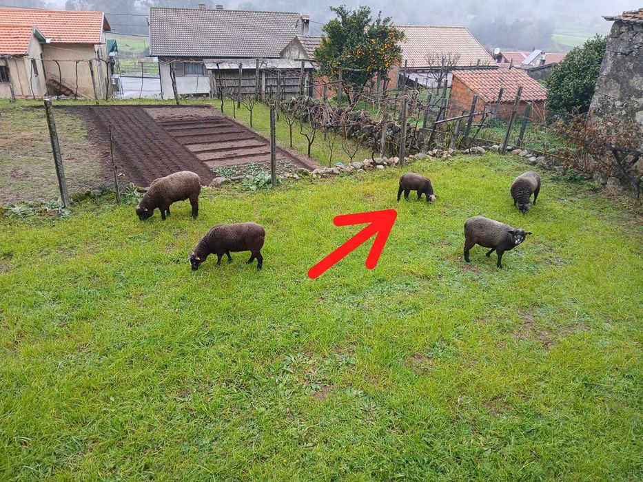 Vendo cordeiro P3 PURO