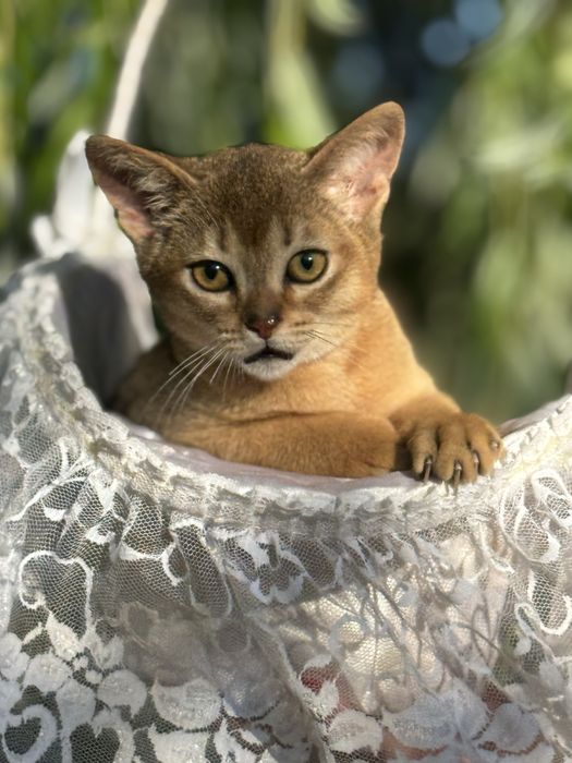 Шикарный аби мальчик