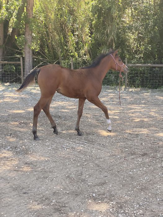 Vendo Poldra PSA, X Star Ben Rita