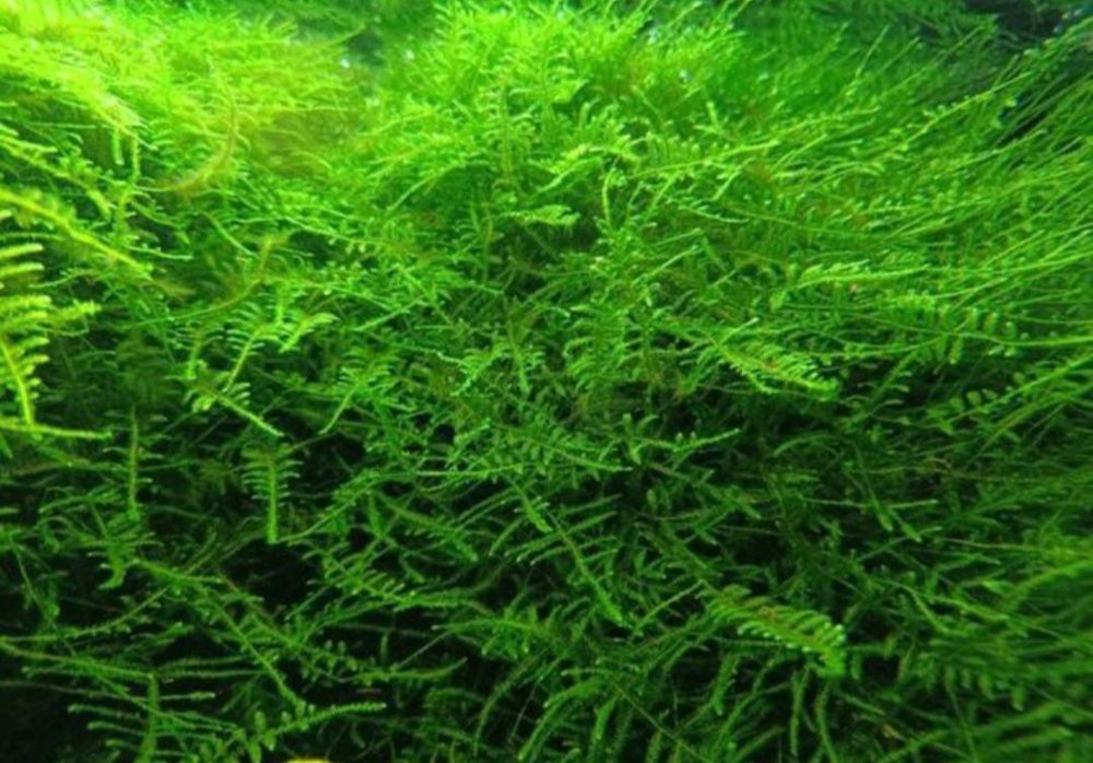 Mech akwariowy roślina kępa kępka Java Moss Taiwan Moss