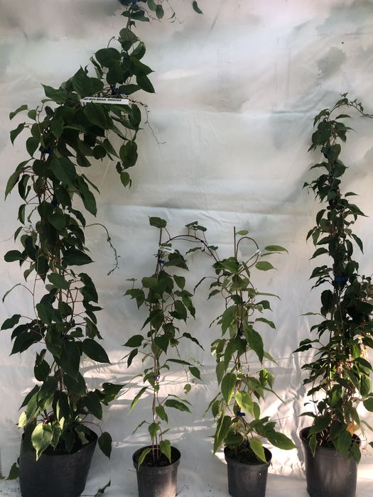 Актинидия 3 річна. Червоні та зелені плоди.