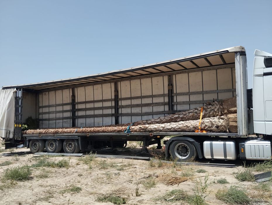 Palmeiras Washingtonia robusta